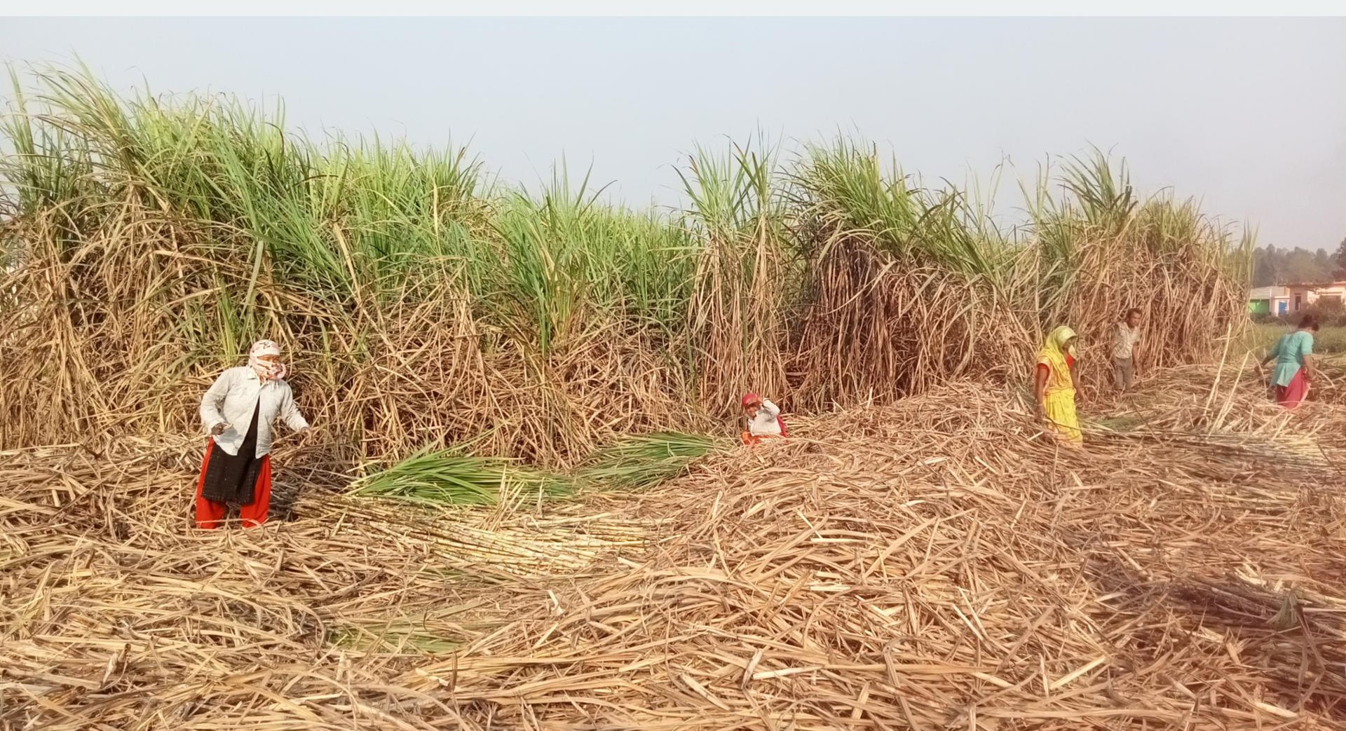 चिनी उद्योगलाई उखु अभाव