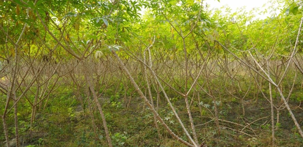 चुलाचुलीका किसान तरुल खेतीतर्फ आकर्षित