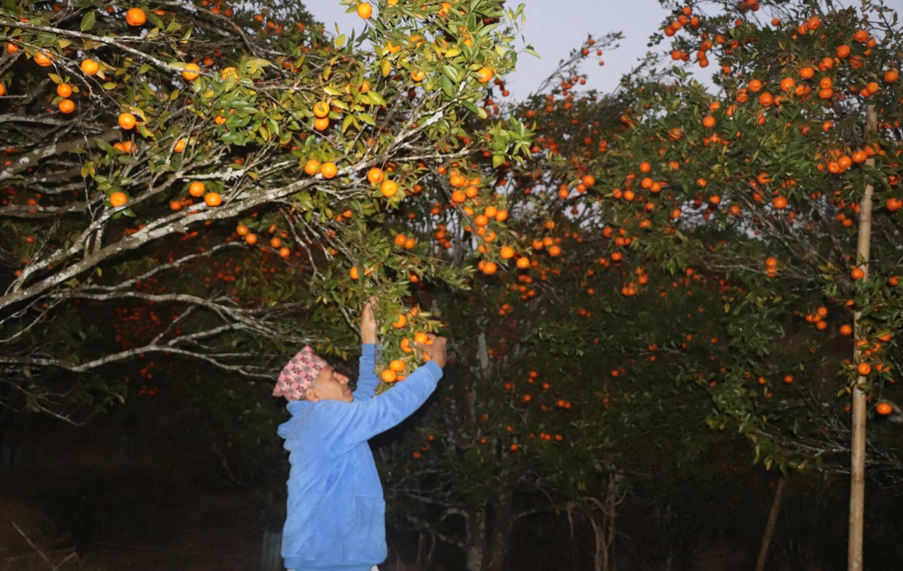 सुन्तलाबाट वार्षिक १० लाख आम्दानी