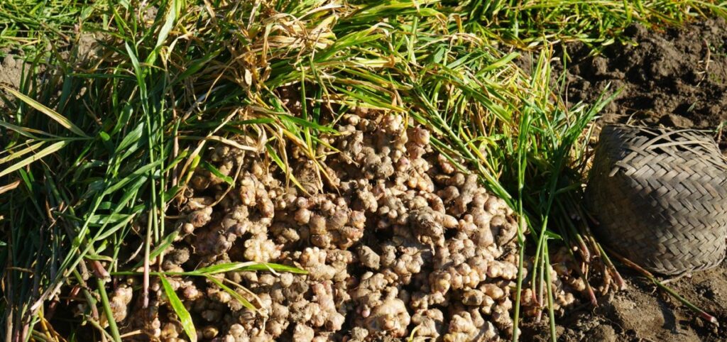 अदुवा खेतीले बढायो इलामका किसानको आम्दानी