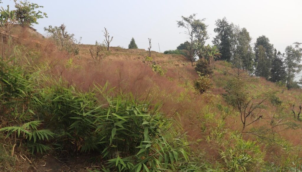 अम्रिसोको मूल्य घटेपछि इलामका किसान समस्यामा