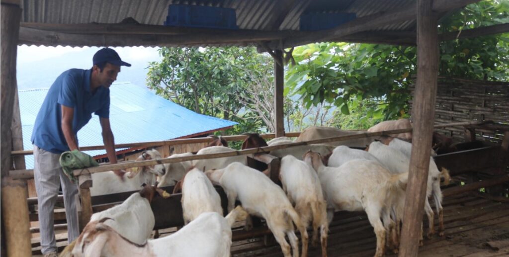 पढाउन छाडेर बाख्रापालन व्यवसायमा रमाउँदा …