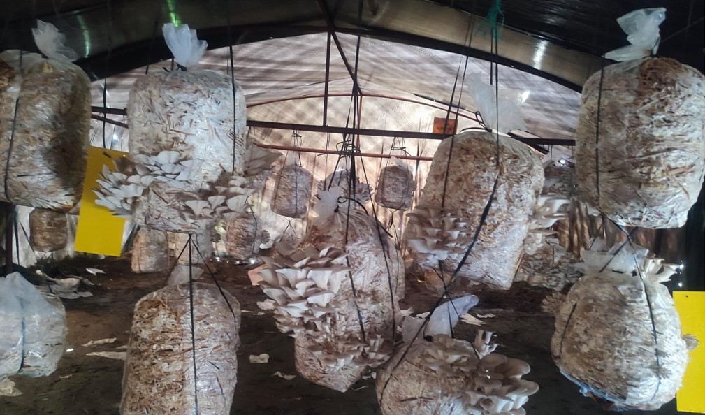 विद्यालय परिसरमै च्याउ र तरकारीखेती : पढ्दै कमाउँदै विद्यार्थी