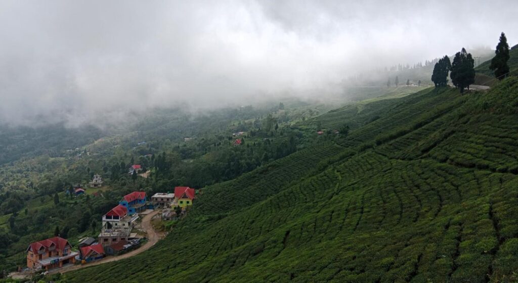 सूर्योदय नगरपालिकामा प्राङ्गारिक चियाखेती अभियान