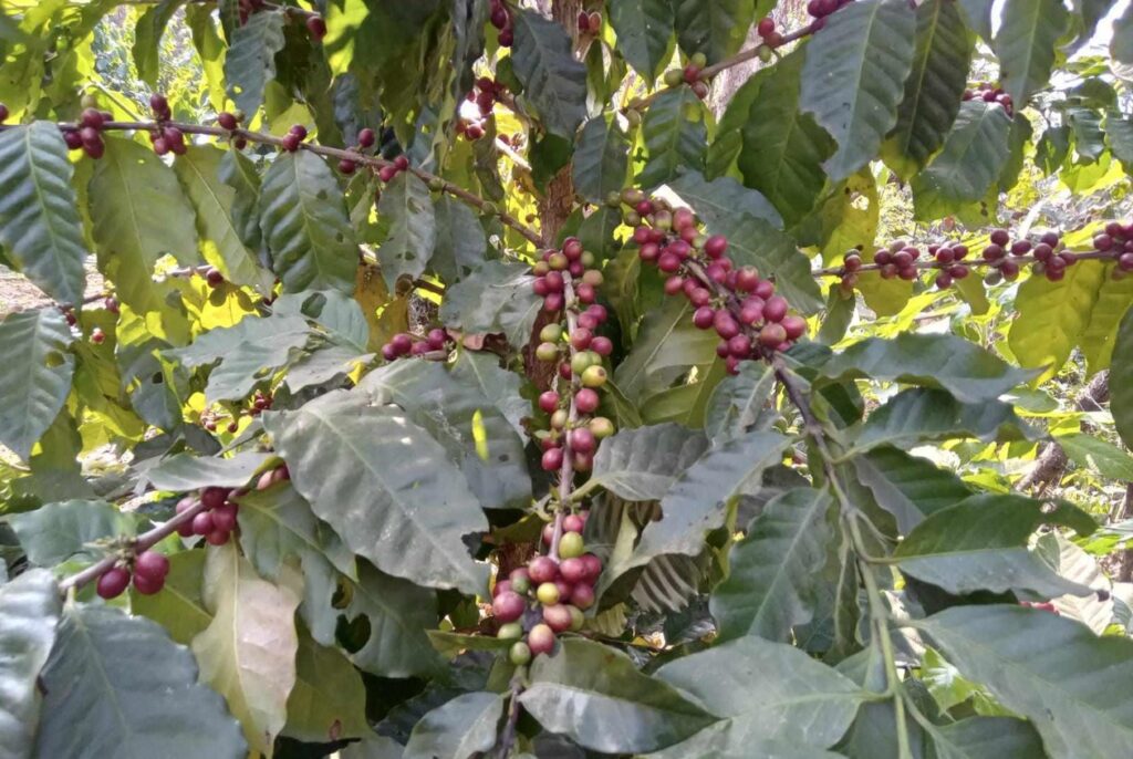 नवलपुरका पहाडी क्षेत्रमा कफीखेती विस्तार हुँदै