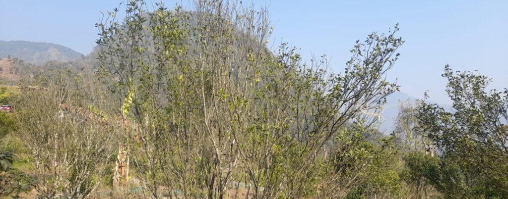 ‘पकेट’ क्षेत्रमै सुन्तलाको बोट मर्न थालेपछि किसान चिन्तित