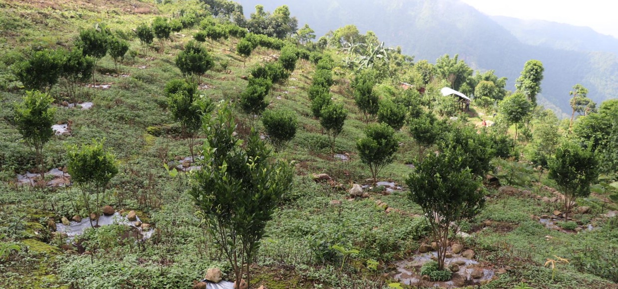 सुन्तला खेती गर्ने काभ्रेका किसानलाई उत्पादकत्व वृद्धि तालिम